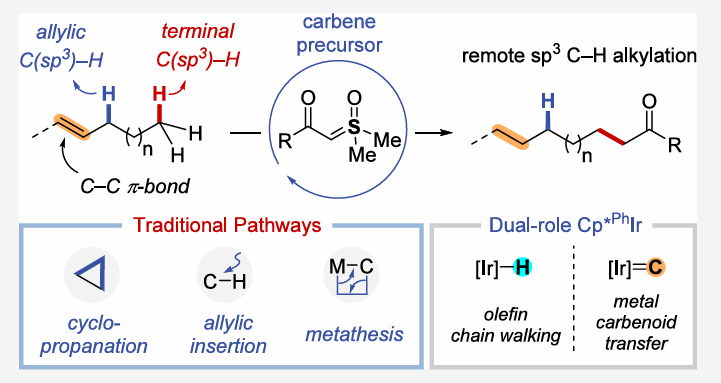 Sukbok Chang团队创新协同策略，实现烯烃远程C-H烷基化