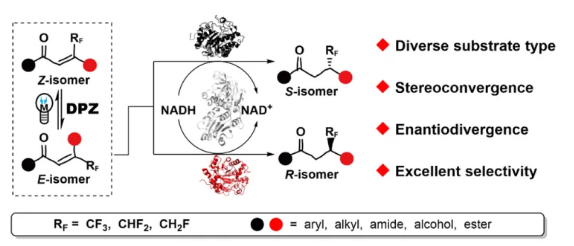 河南师范大学江智勇/郭远洋课题组在光/酶促对映发散式合成β-氟甲基化酮领域取得新进展