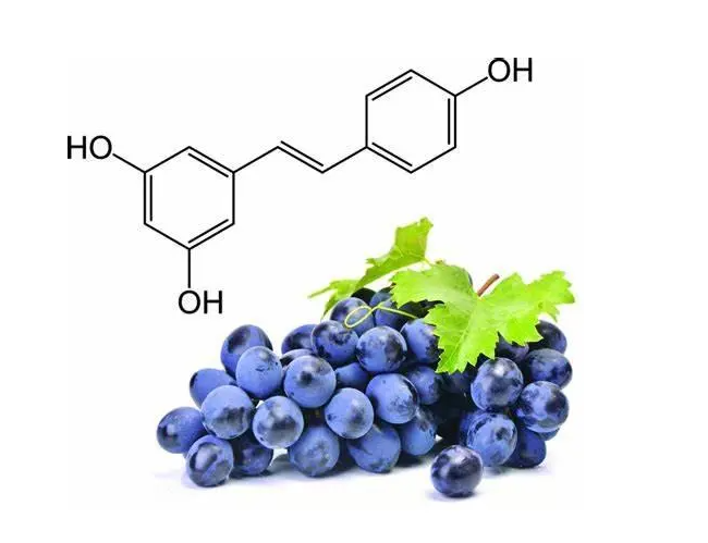 非黄酮类多酚——白藜芦醇