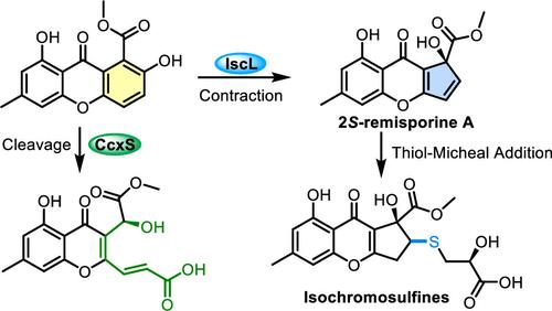 宾夕法尼亚大学高雪课题组揭秘含硫Cyclopentachromone的生物合成路径