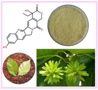 源自中国乔木的抗癌“明星”——喜树碱！