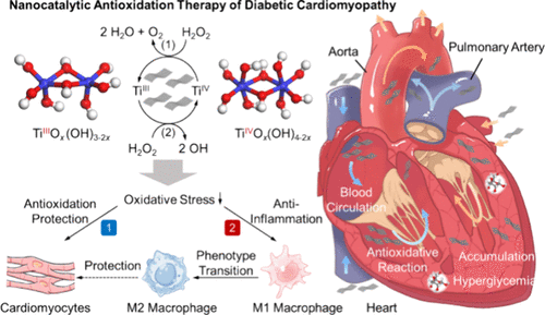 中科院团队发现TiOx(OH)4−2x纳米片可减轻糖尿病心肌病的氧化损伤