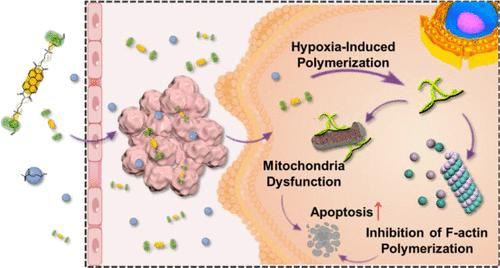 澳门大学王瑞兵团队 JACS：乏氧诱导的超分子自由基实现胞内聚合介导的肿瘤精准治疗