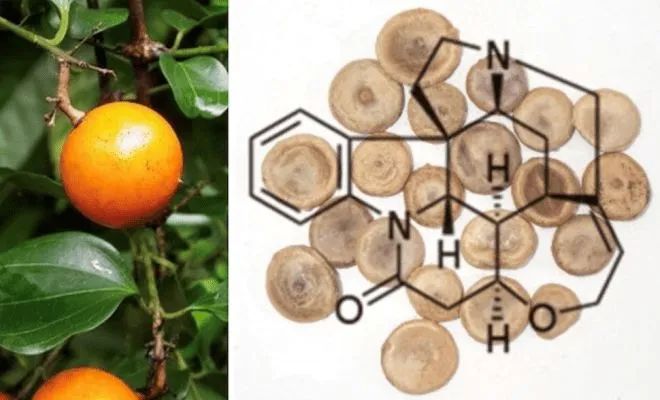 致死量堪比砒霜！古装剧里的 “牵机药” ，竟是番木鳖碱？