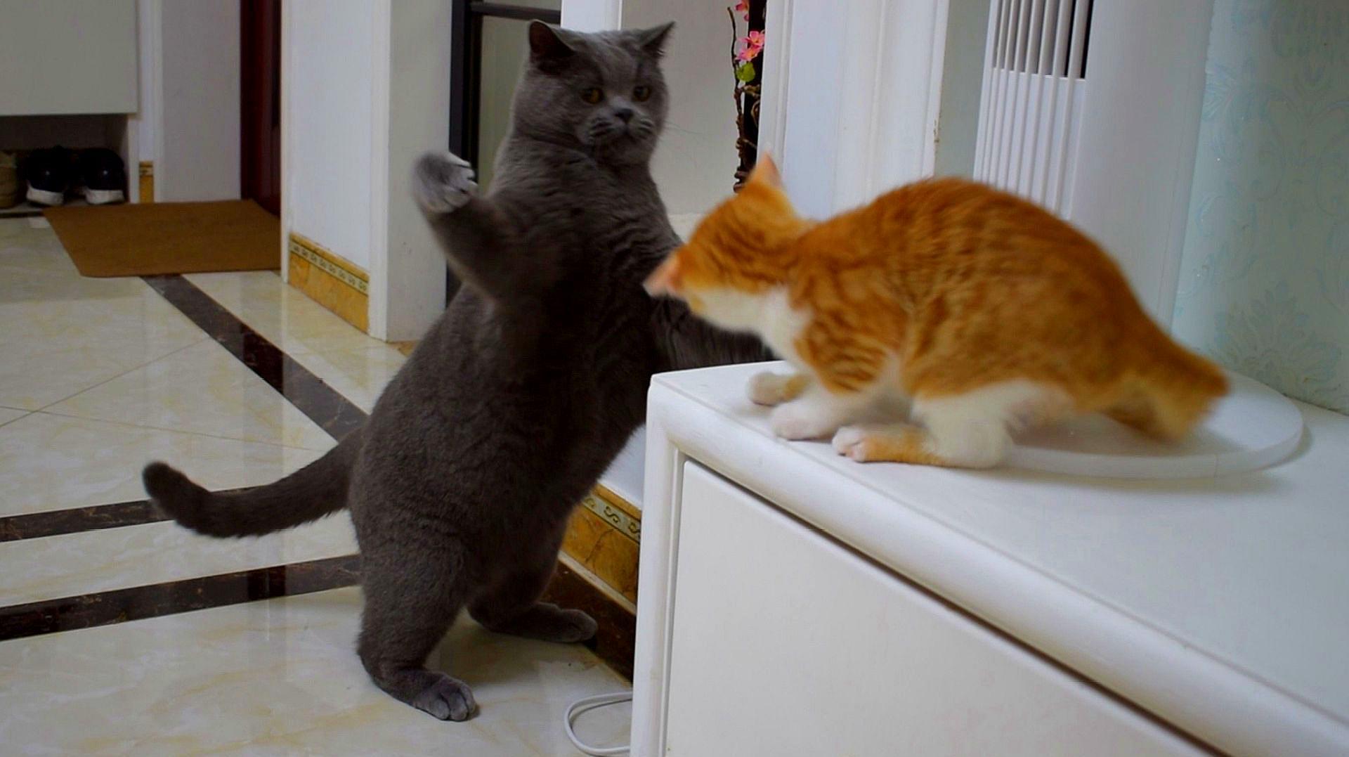 新手养猫必修课 —— 化学视角破解猫咪应激之谜，轻松应对「玻璃心」