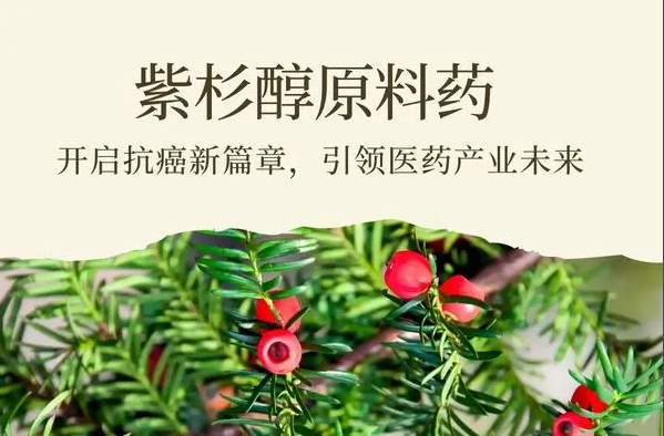 紫杉醇的百年传奇之路，从濒危树种中走出的抗癌 “神药”