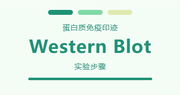 蛋白质免疫印迹（Western Blot，WB） 之全流程实验步骤