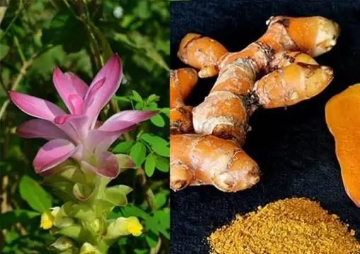 为什么姜黄被称为植物 “黄金”？深度科普来了