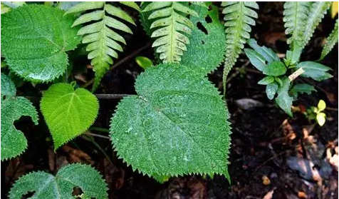 世界最痛植物有多可怕？擦屁股竟致开枪自杀，英国曾想将其打造成生化武器